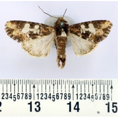 /filer/webapps/moths/media/images/G/glebosa_Saalmuellerana_AM_BMNH.jpg