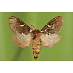 /filer/webapps/moths/media/images/M/modesta_Morasa_AF_Butler_02.jpg