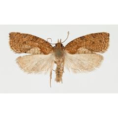 /filer/webapps/moths/media/images/C/capensana_Lozotaenia_AM_NHMO_01.jpg