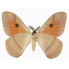 /filer/webapps/moths/media/images/P/pygmaea_Rohaniella_AM_Basquinb.jpg