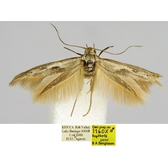 /filer/webapps/moths/media/images/G/gielisi_Scythris_HT_BMNH_grKPtwV.jpg