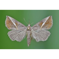 /filer/webapps/moths/media/images/T/tinctalis_Zekelita_A_Butler.jpg