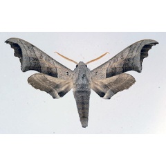 /filer/webapps/moths/media/images/G/grayii_Polyptychoides_AM_Aulombard_01.jpg