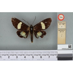 /filer/webapps/moths/media/images/T/tranquilla_Eusemia_HT_BMNHa.jpg