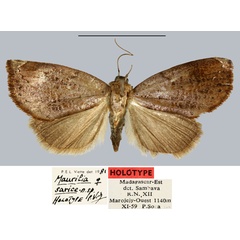 /filer/webapps/moths/media/images/S/sarice_Maurilia_HT_MNHN.jpg