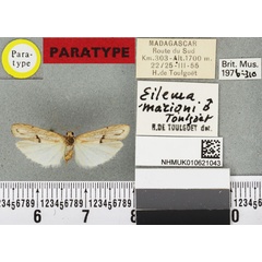 /filer/webapps/moths/media/images/M/marioni_Eilema_PTM_BMNHa.jpg