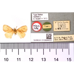 /filer/webapps/moths/media/images/M/modesta_Paraplectra_HT_BMNH.jpg