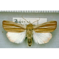 /filer/webapps/moths/media/images/R/rufescens_Borolia_AM_BMNH.jpg
