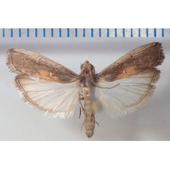 /filer/webapps/moths/media/images/M/morosalis_Morosaphycita_AM_Bippus.jpg