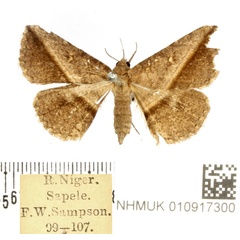 /filer/webapps/moths/media/images/M/mascusalis_Ugia_AF_BMNH.jpg