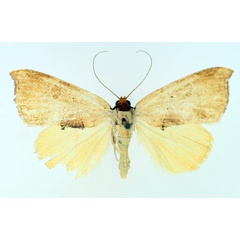 /filer/webapps/moths/media/images/P/phaeodonta_Marcipa_AF_TMSA_02.jpg