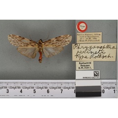 /filer/webapps/moths/media/images/P/perineti_Phryganopteryx_HT_BMNHa.jpg