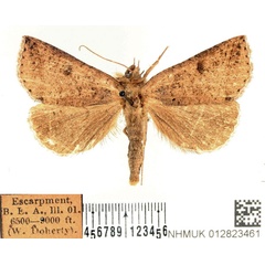 /filer/webapps/moths/media/images/S/scissa_Pantydia_AM_BMNH_02.jpg