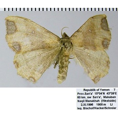 /filer/webapps/moths/media/images/F/fifensis_Victoria_AF_ZSM.jpg