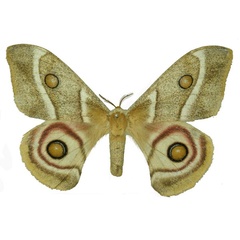 /filer/webapps/moths/media/images/A/australis_Antherina_AF_Basquin.jpg
