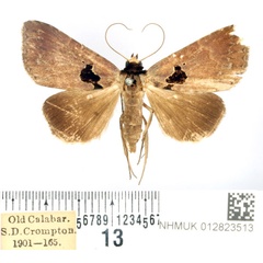 /filer/webapps/moths/media/images/N/nigribasis_Anoba_AF_BMNH_02.jpg