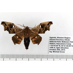 /filer/webapps/moths/media/images/S/specularia_Dioptrochasma_AM_Ochse_02.jpg
