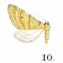 /filer/webapps/moths/media/images/L/licita_Eupithecia_HT_Prout_16-10.jpg