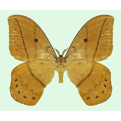 /filer/webapps/moths/media/images/A/auricolor_Maltagorea_AM_Basquin_03.jpg