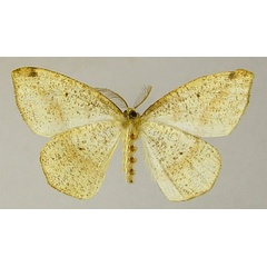 /filer/webapps/moths/media/images/R/roseifascia_Epigynopteryx_HT_ZSMb.jpg