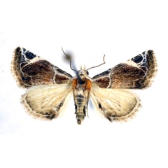 /filer/webapps/moths/media/images/C/costimacula_Autoba_A_NHMO.jpg