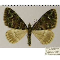 /filer/webapps/moths/media/images/F/fumitacta_Piercia_AF_ZSM.jpg