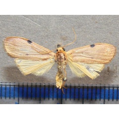 /filer/webapps/moths/media/images/C/costimacula_Archithosia_A_Goff.jpg
