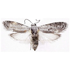 /filer/webapps/moths/media/images/M/murphyi_Homadaula_HT_MGCL.jpg
