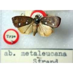 /filer/webapps/moths/media/images/M/metaleucana_Chlorozada_HT_BMNH.jpg
