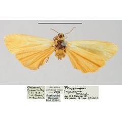 /filer/webapps/moths/media/images/N/nyassana_Icteritilema_AM_BMNH.jpg