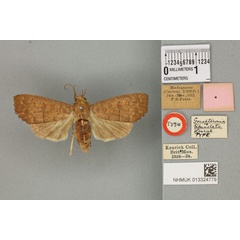 /filer/webapps/moths/media/images/B/bipunctata_Gonepteronia_HT_BMNHa.jpg