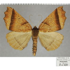 /filer/webapps/moths/media/images/A/acyrthoria_Odontopera_AF_ZSM.jpg
