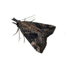 /filer/webapps/moths/media/images/O/obsitalis_Hypena_A_Goff.jpg