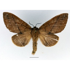 /filer/webapps/moths/media/images/R/robusta_Gastromega_AF_Basquin_01.jpg