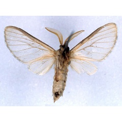 /filer/webapps/moths/media/images/S/subcanescens_Apisa_HT_BMNH_02.jpg