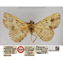 /filer/webapps/moths/media/images/N/nigropuncta_Cerynea_HT_NHMUK.jpg