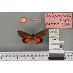 /filer/webapps/moths/media/images/L/lasti_Axiopoeniella_STF_BMNH_01a.jpg