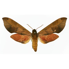 /filer/webapps/moths/media/images/V/vicina_Phylloxiphia_AF_Basquin.jpg