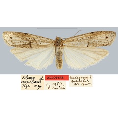 /filer/webapps/moths/media/images/C/croceibasis_Eilema_AT_MNHN.jpg