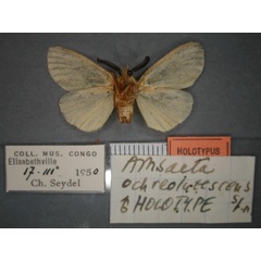 /filer/webapps/moths/media/images/O/ochreolutescens_Estigmene_HT_RMCA_02.jpg