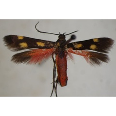 /filer/webapps/moths/media/images/S/scatospila_Eretmocera_A_BMNH_04.jpg