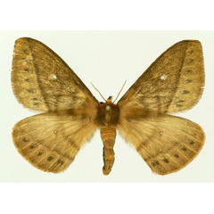 /filer/webapps/moths/media/images/A/ankaratra_Maltagorea_AF_Basquin.jpg