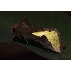 /filer/webapps/moths/media/images/O/orichalcea_Trichoplusia_A_Pasquasy.jpg