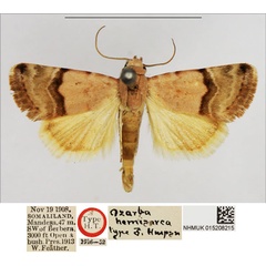 /filer/webapps/moths/media/images/H/hemisarca_Ozarba_HT_NHMUK.jpg