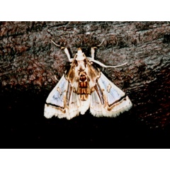 /filer/webapps/moths/media/images/V/vagans_Syllepte_A_Roland.jpg