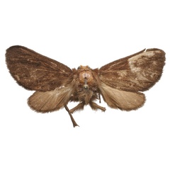 /filer/webapps/moths/media/images/O/owamboensis_Owambarctia_PT_RMCA.jpg