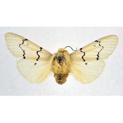 /filer/webapps/moths/media/images/E/eugraphica_Leucaloa_A_NHMO.jpg