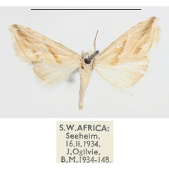 /filer/webapps/moths/media/images/F/flavida_Eublemma_AM_BMNH_02.jpg
