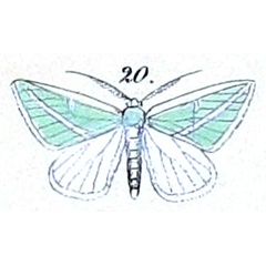 /filer/webapps/moths/media/images/D/dichroma_Sterrha_HT_Felder-1875_127-20.jpg
