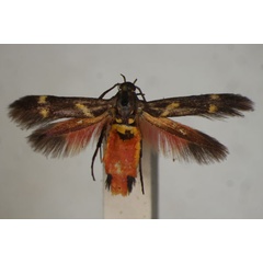 /filer/webapps/moths/media/images/M/miniata_Eretmocera_ST_BMNH_02.jpg